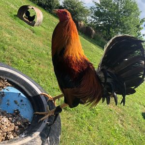 Meet your Posher, Keaton